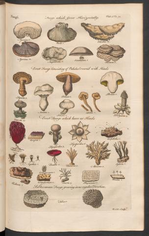 Pagina 
